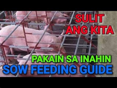Feeding Guide sa Buntis na Baboy .
